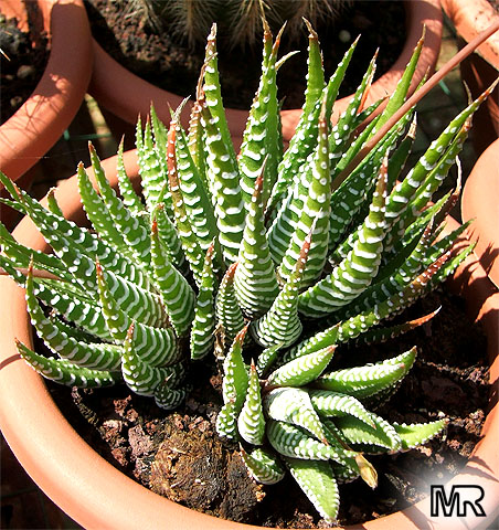 Haworthia Attenuata